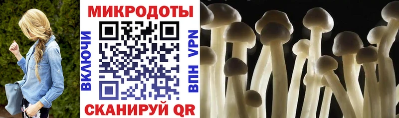 закладка  Таштагол  Псилоцибиновые грибы Psilocybine cubensis 